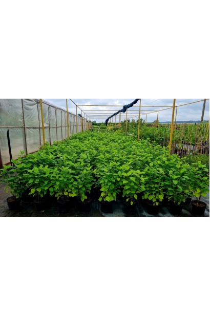 Гортензія деревоподібна Аннабель - 5л/вис.55-65см/Ø30-40см